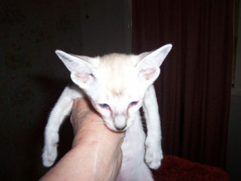 female-kitten